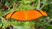 Load image into Gallery viewer, Butterfly Chrysalis LIVE
