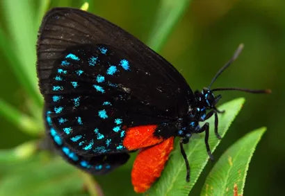 Butterfly Chrysalis LIVE