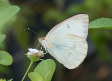 Load image into Gallery viewer, Butterfly Chrysalis LIVE
