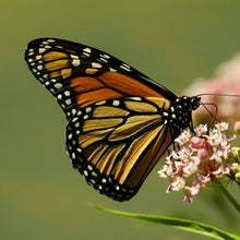 Load image into Gallery viewer, Butterfly Chrysalis LIVE
